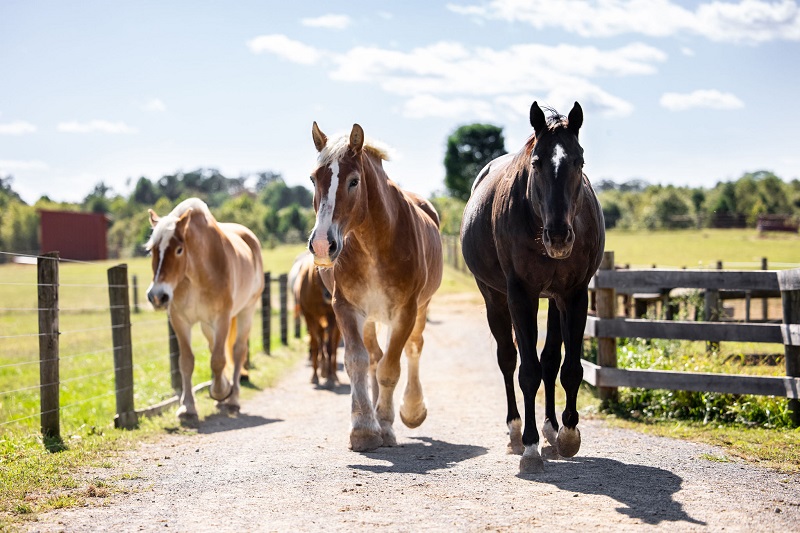 Days End Horse Farm horses in Maryland Photo from Days End Horse Farm Facebook